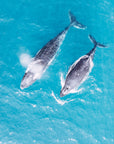 FVR0144 - STRADBROKE ISLAND