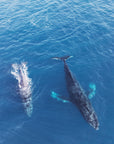 FVR0116 - STRADBROKE ISLAND