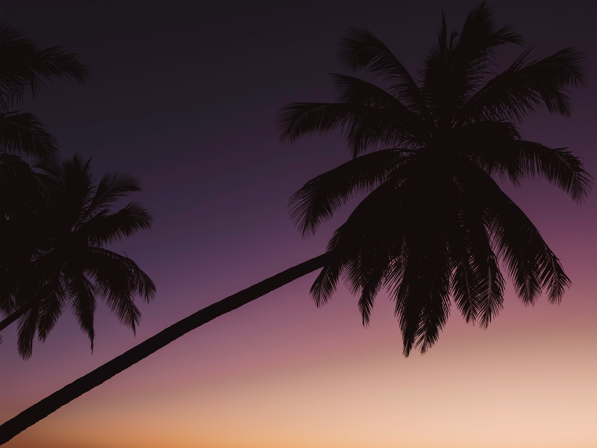 Tropical palm tree silhouette against the sky at Mission Beach, Queensland – fine art print by fourbyfiver.