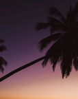 Tropical palm tree silhouette against the sky at Mission Beach, Queensland – fine art print by fourbyfiver.