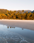 Noah Beach, Cape Tribulation showing palm trees along shoreline with soft morning light and calm water meeting smooth sand